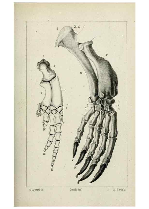 Reproducción/Reproduction 8435671214: La Teoria Darwiniana e la Creazione detta indipendente . . . Lettera . . . tradotta . . . dal Francese /. Bologna,1875.