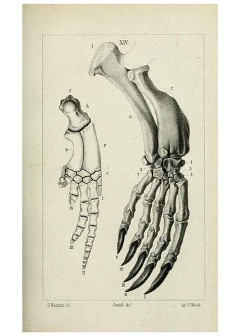 Reproducción/Reproduction 8435671214: La Teoria Darwiniana e la Creazione detta indipendente . . . Lettera . . . tradotta . . . dal Francese /. Bologna,1875.