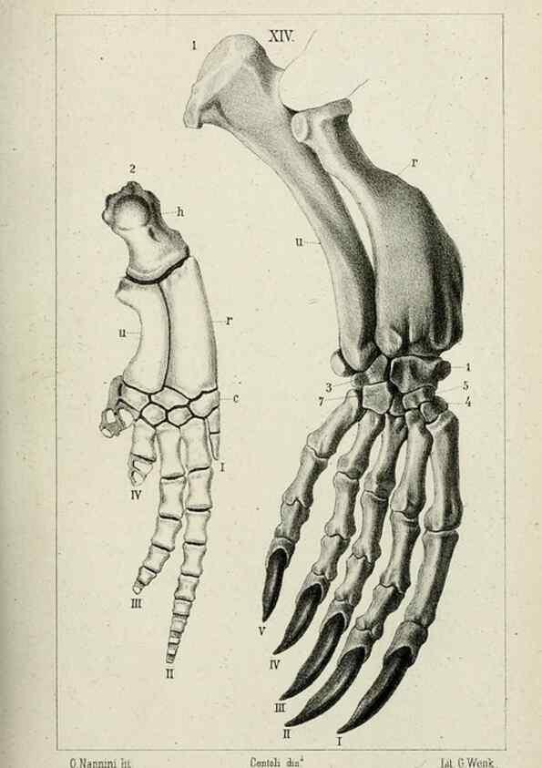 Reproducción/Reproduction 8435671214: La Teoria Darwiniana e la Creazione detta indipendente . . . Lettera . . . tradotta . . . dal Francese /. Bologna,1875.