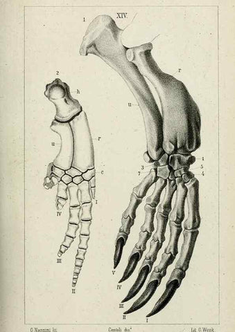 Reproducción/Reproduction 8435671214: La Teoria Darwiniana e la Creazione detta indipendente . . . Lettera . . . tradotta . . . dal Francese /. Bologna,1875.
