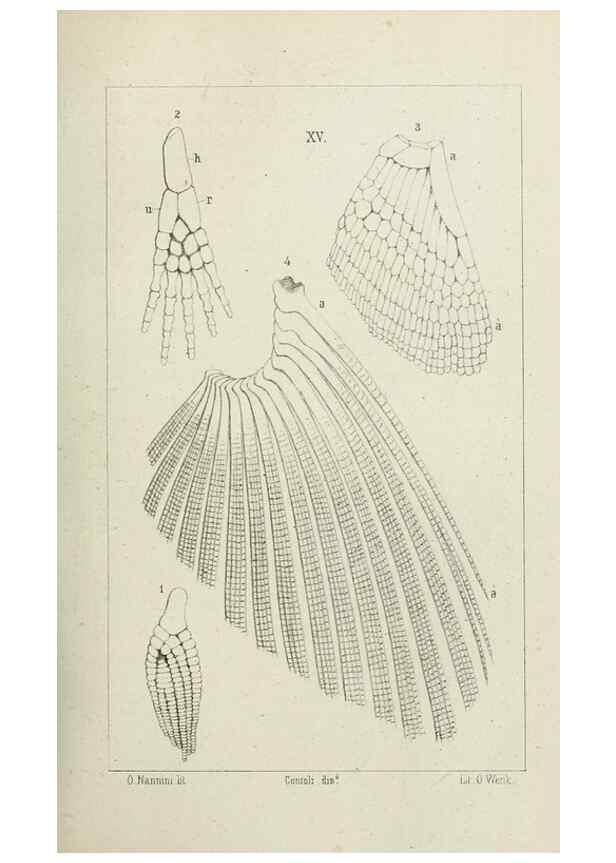 Reproducción/Reproduction 8434587179: La Teoria Darwiniana e la Creazione detta indipendente . . . Lettera . . . tradotta . . . dal Francese /. Bologna,1875.