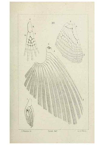 Reproducción/Reproduction 8434587179: La Teoria Darwiniana e la Creazione detta indipendente . . . Lettera . . . tradotta . . . dal Francese /. Bologna,1875.