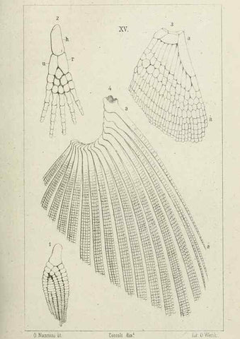 Reproducción/Reproduction 8434587179: La Teoria Darwiniana e la Creazione detta indipendente . . . Lettera . . . tradotta . . . dal Francese /. Bologna,1875.