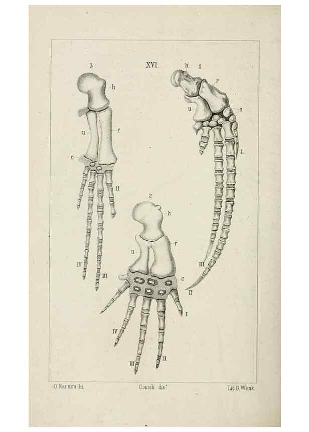 Reproducción/Reproduction 8435672088: La Teoria Darwiniana e la Creazione detta indipendente . . . Lettera . . . tradotta . . . dal Francese /. Bologna,1875.