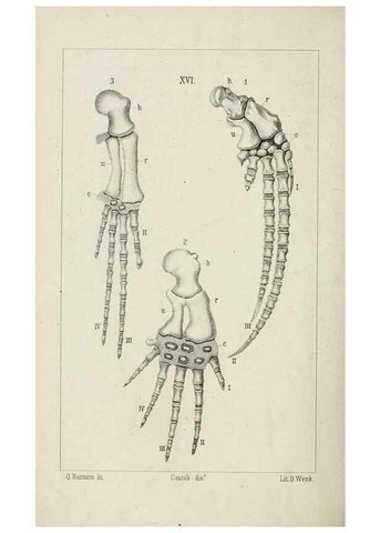 Reproducción/Reproduction 8435672088: La Teoria Darwiniana e la Creazione detta indipendente . . . Lettera . . . tradotta . . . dal Francese /. Bologna,1875.