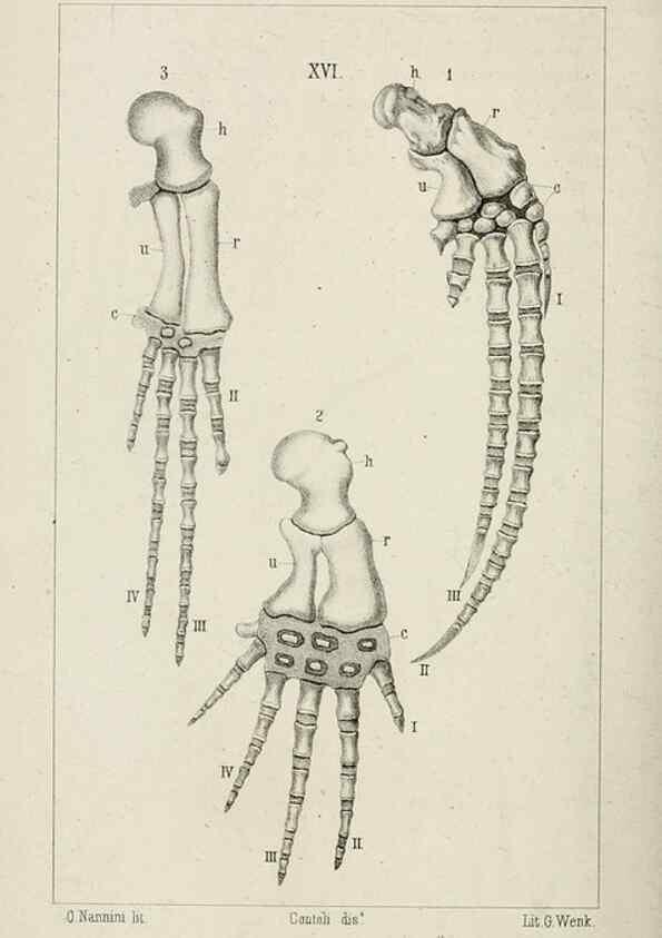 Reproducción/Reproduction 8435672088: La Teoria Darwiniana e la Creazione detta indipendente . . . Lettera . . . tradotta . . . dal Francese /. Bologna,1875.