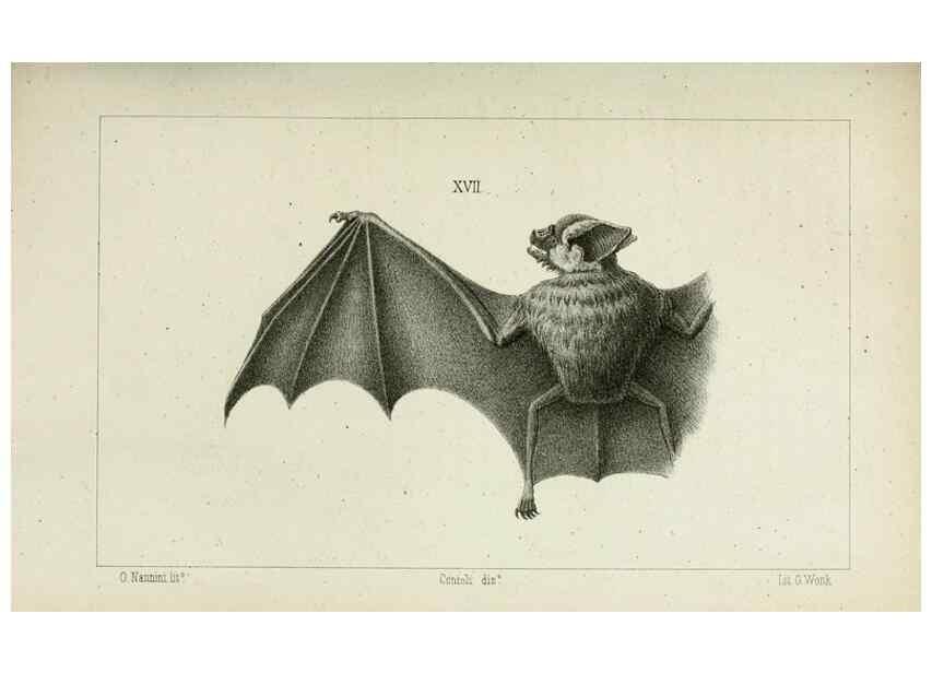 Reproducción/Reproduction 8435672732: La Teoria Darwiniana e la Creazione detta indipendente . . . Lettera . . . tradotta . . . dal Francese /. Bologna,1875.