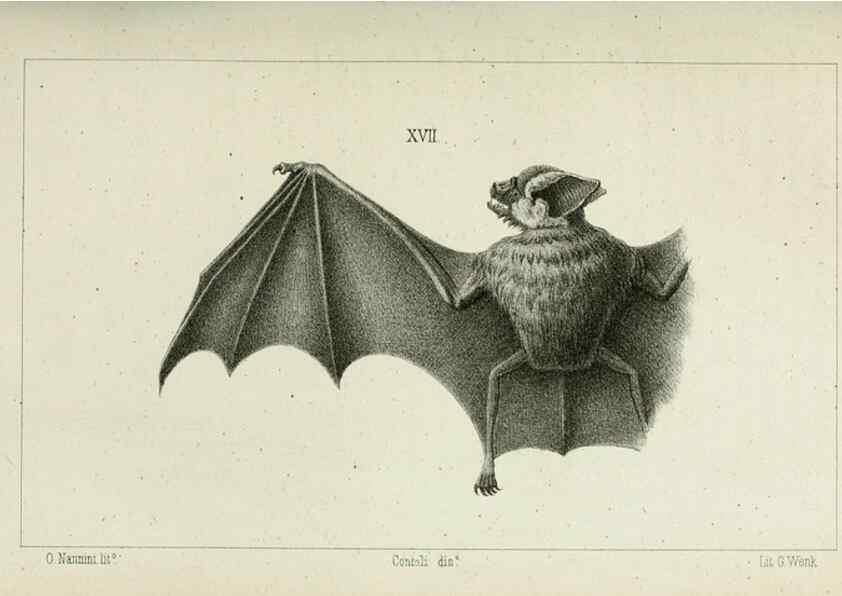 Reproducción/Reproduction 8435672732: La Teoria Darwiniana e la Creazione detta indipendente . . . Lettera . . . tradotta . . . dal Francese /. Bologna,1875.
