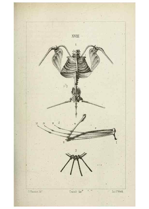 Reproducción/Reproduction 8435673070: La Teoria Darwiniana e la Creazione detta indipendente . . . Lettera . . . tradotta . . . dal Francese /. Bologna,1875.