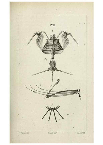Reproducción/Reproduction 8435673070: La Teoria Darwiniana e la Creazione detta indipendente . . . Lettera . . . tradotta . . . dal Francese /. Bologna,1875.