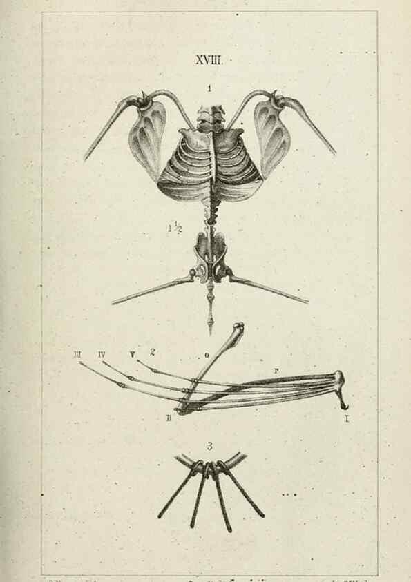 Reproducción/Reproduction 8435673070: La Teoria Darwiniana e la Creazione detta indipendente . . . Lettera . . . tradotta . . . dal Francese /. Bologna,1875.