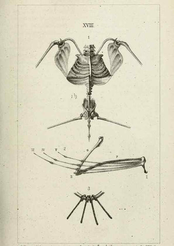 Reproducción/Reproduction 8435673070: La Teoria Darwiniana e la Creazione detta indipendente . . . Lettera . . . tradotta . . . dal Francese /. Bologna,1875.