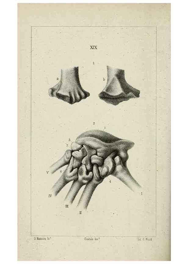 Reproducción/Reproduction 8435673444: La Teoria Darwiniana e la Creazione detta indipendente . . . Lettera . . . tradotta . . . dal Francese /. Bologna,1875.