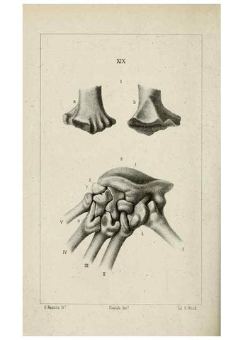 Reproducción/Reproduction 8435673444: La Teoria Darwiniana e la Creazione detta indipendente . . . Lettera . . . tradotta . . . dal Francese /. Bologna,1875.