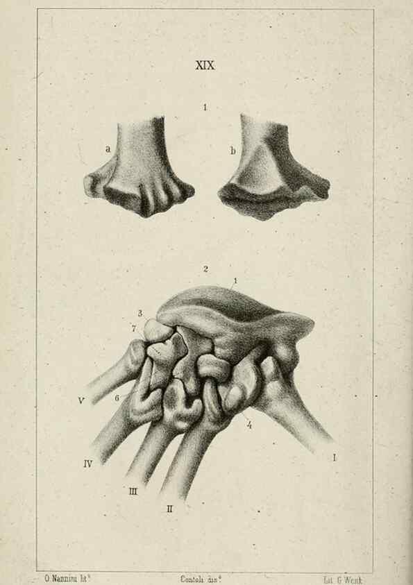 Reproducción/Reproduction 8435673444: La Teoria Darwiniana e la Creazione detta indipendente . . . Lettera . . . tradotta . . . dal Francese /. Bologna,1875.