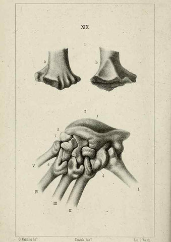 Reproducción/Reproduction 8435673444: La Teoria Darwiniana e la Creazione detta indipendente . . . Lettera . . . tradotta . . . dal Francese /. Bologna,1875.