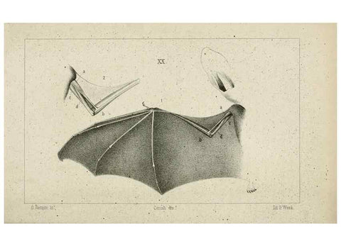 Reproducción/Reproduction 8435673984: La Teoria Darwiniana e la Creazione detta indipendente . . . Lettera . . . tradotta . . . dal Francese /. Bologna,1875.