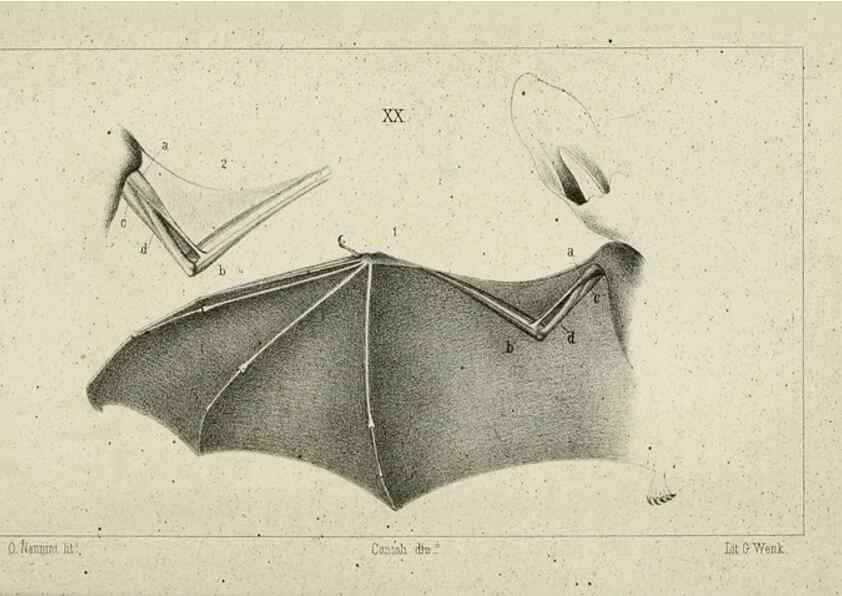 Reproducción/Reproduction 8435673984: La Teoria Darwiniana e la Creazione detta indipendente . . . Lettera . . . tradotta . . . dal Francese /. Bologna,1875.