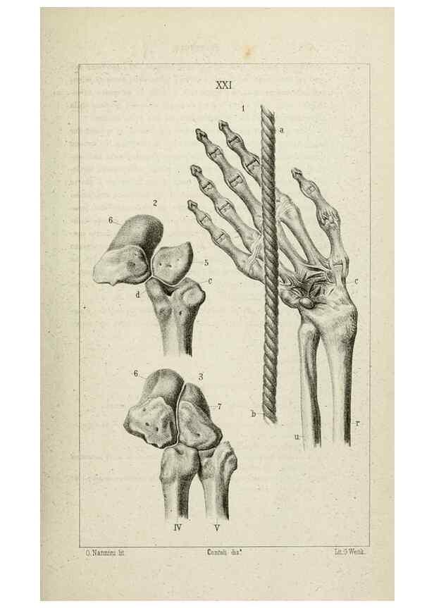 Reproducción/Reproduction 8435674418: La Teoria Darwiniana e la Creazione detta indipendente . . . Lettera . . . tradotta . . . dal Francese /. Bologna,1875.