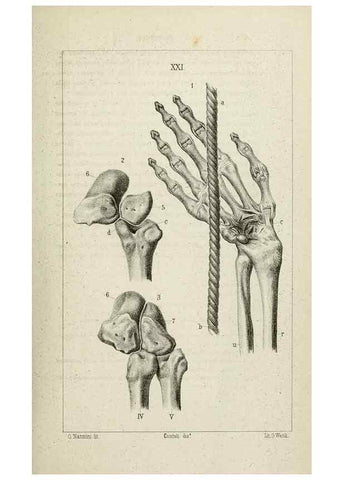 Reproducción/Reproduction 8435674418: La Teoria Darwiniana e la Creazione detta indipendente . . . Lettera . . . tradotta . . . dal Francese /. Bologna,1875.