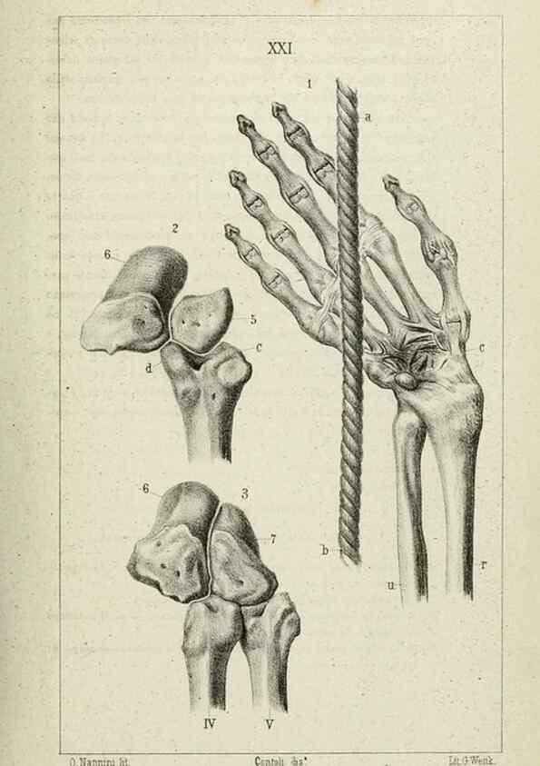 Reproducción/Reproduction 8435674418: La Teoria Darwiniana e la Creazione detta indipendente . . . Lettera . . . tradotta . . . dal Francese /. Bologna,1875.