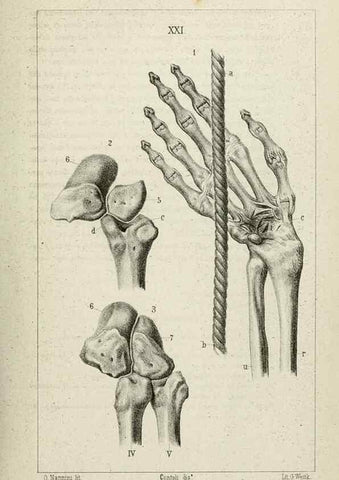 Reproducción/Reproduction 8435674418: La Teoria Darwiniana e la Creazione detta indipendente . . . Lettera . . . tradotta . . . dal Francese /. Bologna,1875.