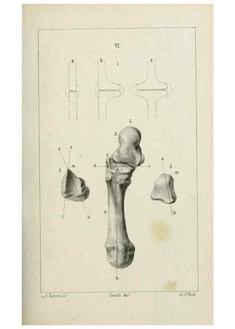 Reproducción/Reproduction 8435667886: La Teoria Darwiniana e la Creazione detta indipendente . . . Lettera . . . tradotta . . . dal Francese /. Bologna,1875.