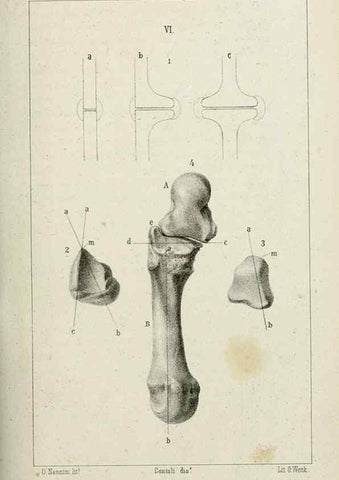 Reproducción/Reproduction 8435667886: La Teoria Darwiniana e la Creazione detta indipendente . . . Lettera . . . tradotta . . . dal Francese /. Bologna,1875.
