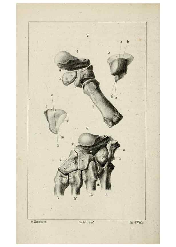 Reproducción/Reproduction 8434582851: La Teoria Darwiniana e la Creazione detta indipendente . . . Lettera . . . tradotta . . . dal Francese /. Bologna,1875.