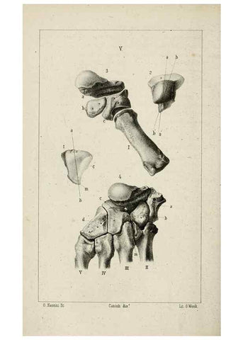 Reproducción/Reproduction 8434582851: La Teoria Darwiniana e la Creazione detta indipendente . . . Lettera . . . tradotta . . . dal Francese /. Bologna,1875.