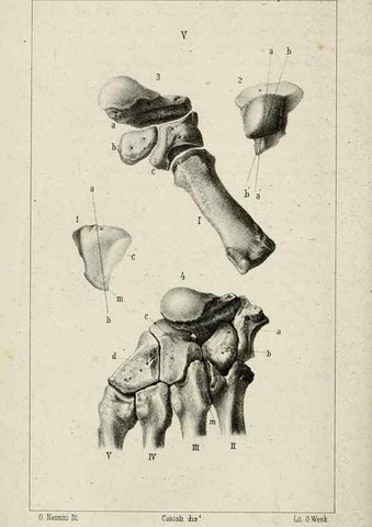 Reproducción/Reproduction 8434582851: La Teoria Darwiniana e la Creazione detta indipendente . . . Lettera . . . tradotta . . . dal Francese /. Bologna,1875.