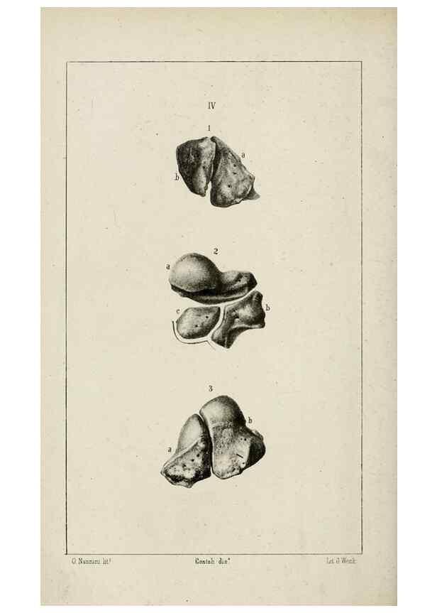 Reproducción/Reproduction 8435667082: La Teoria Darwiniana e la Creazione detta indipendente . . . Lettera . . . tradotta . . . dal Francese /. Bologna,1875.