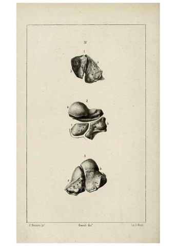 Reproducción/Reproduction 8435667082: La Teoria Darwiniana e la Creazione detta indipendente . . . Lettera . . . tradotta . . . dal Francese /. Bologna,1875.