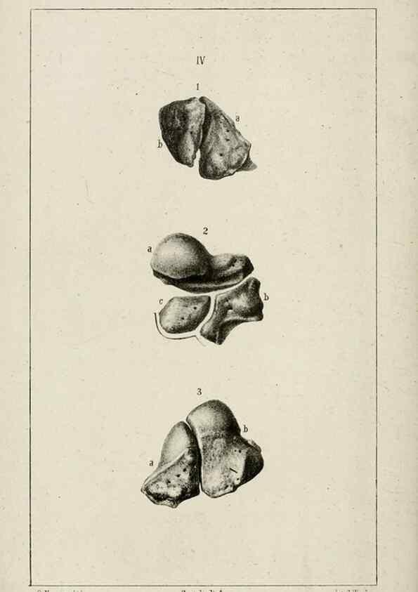 Reproducción/Reproduction 8435667082: La Teoria Darwiniana e la Creazione detta indipendente . . . Lettera . . . tradotta . . . dal Francese /. Bologna,1875.