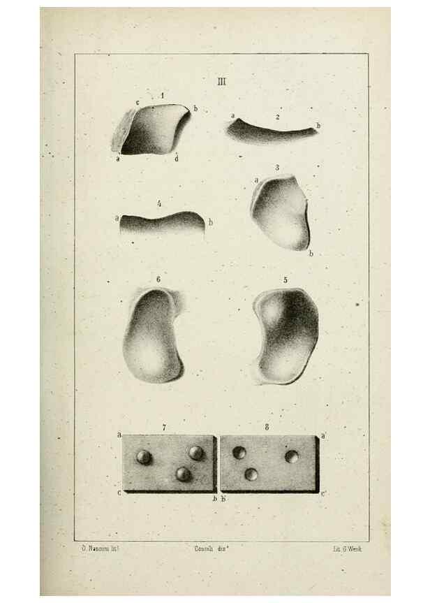 Reproducción/Reproduction 8434582079: La Teoria Darwiniana e la Creazione detta indipendente . . . Lettera . . . tradotta . . . dal Francese /. Bologna,1875.