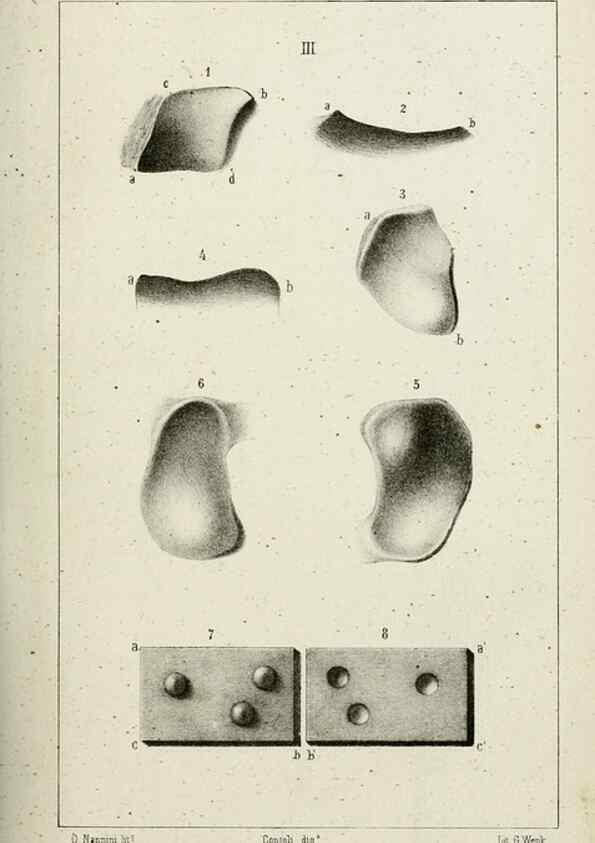 Reproducción/Reproduction 8434582079: La Teoria Darwiniana e la Creazione detta indipendente . . . Lettera . . . tradotta . . . dal Francese /. Bologna,1875.