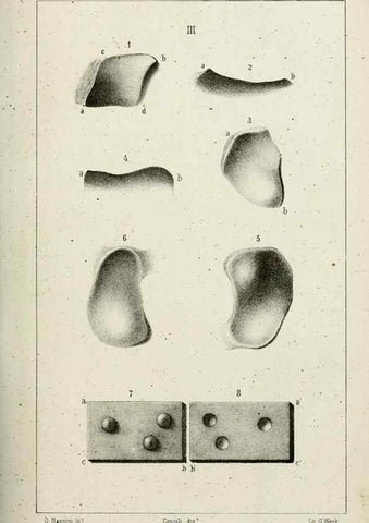 Reproducción/Reproduction 8434582079: La Teoria Darwiniana e la Creazione detta indipendente . . . Lettera . . . tradotta . . . dal Francese /. Bologna,1875.