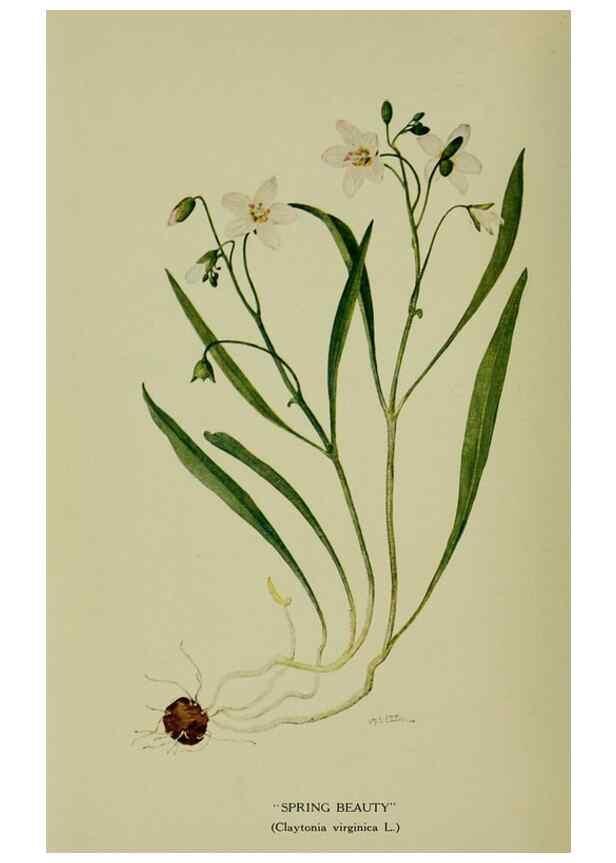 Reproducción/Reproduction 8432159945: Wild plants needing protection.. New York,New York Botanical Garden,1912-[1929]