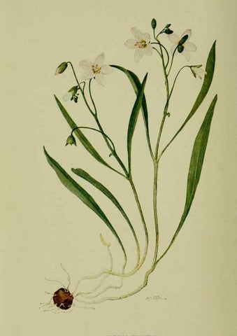 Reproducción/Reproduction 8432159945: Wild plants needing protection.. New York,New York Botanical Garden,1912-[1929]