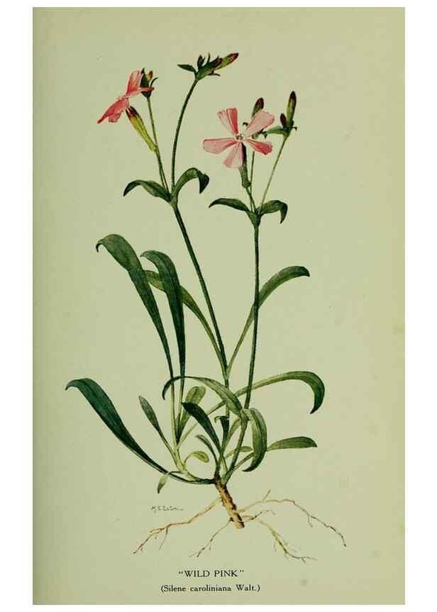 Reproducción/Reproduction 8433246084: Wild plants needing protection.. New York,New York Botanical Garden,1912-[1929]