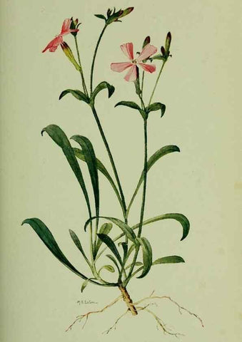 Reproducción/Reproduction 8433246084: Wild plants needing protection.. New York,New York Botanical Garden,1912-[1929]