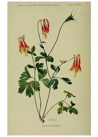 Reproducción/Reproduction 8432161153: Wild plants needing protection.. New York,New York Botanical Garden,1912-[1929]