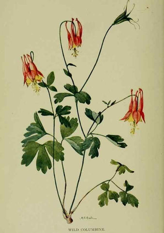Reproducción/Reproduction 8432161153: Wild plants needing protection.. New York,New York Botanical Garden,1912-[1929]