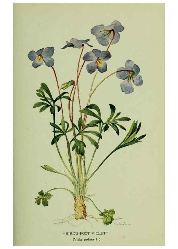 Reproducción/Reproduction 8433247326: Wild plants needing protection.. New York,New York Botanical Garden,1912-[1929]