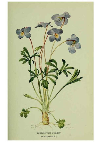 Reproducción/Reproduction 8433247326: Wild plants needing protection.. New York,New York Botanical Garden,1912-[1929]