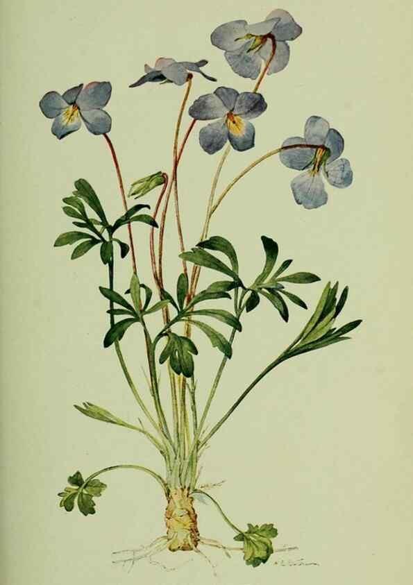 Reproducción/Reproduction 8433247326: Wild plants needing protection.. New York,New York Botanical Garden,1912-[1929]