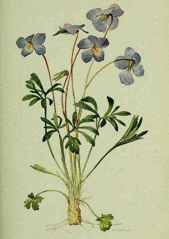 Reproducción/Reproduction 8433247326: Wild plants needing protection.. New York,New York Botanical Garden,1912-[1929]