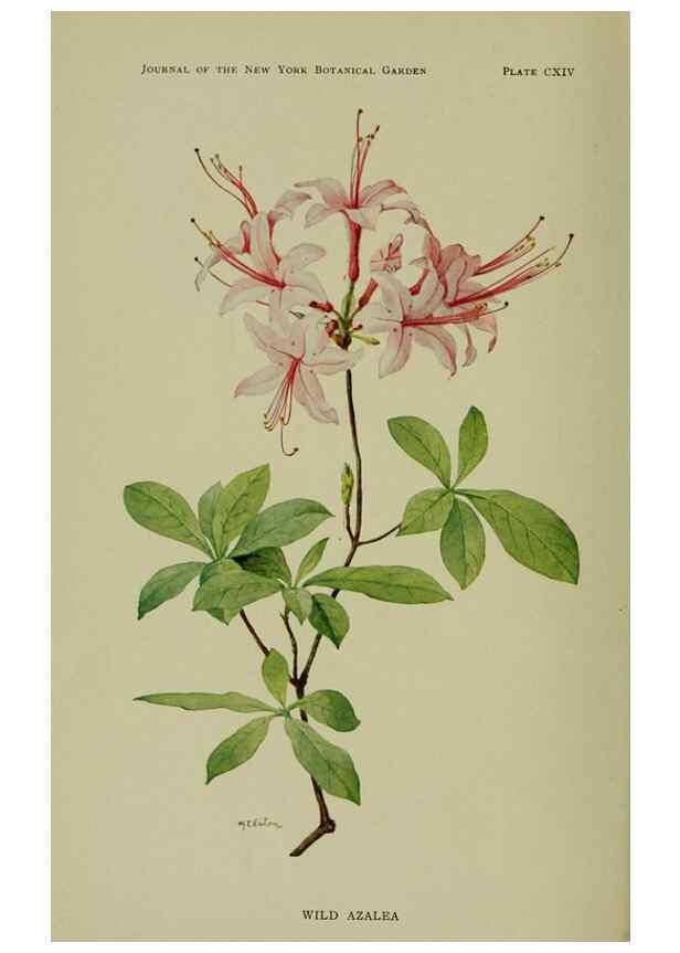 Reproducción/Reproduction 8433248060: Wild plants needing protection.. New York,New York Botanical Garden,1912-[1929]