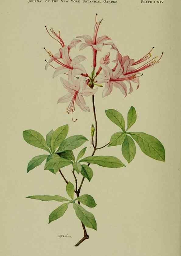 Reproducción/Reproduction 8433248060: Wild plants needing protection.. New York,New York Botanical Garden,1912-[1929]