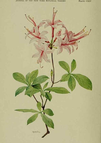 Reproducción/Reproduction 8433248060: Wild plants needing protection.. New York,New York Botanical Garden,1912-[1929]
